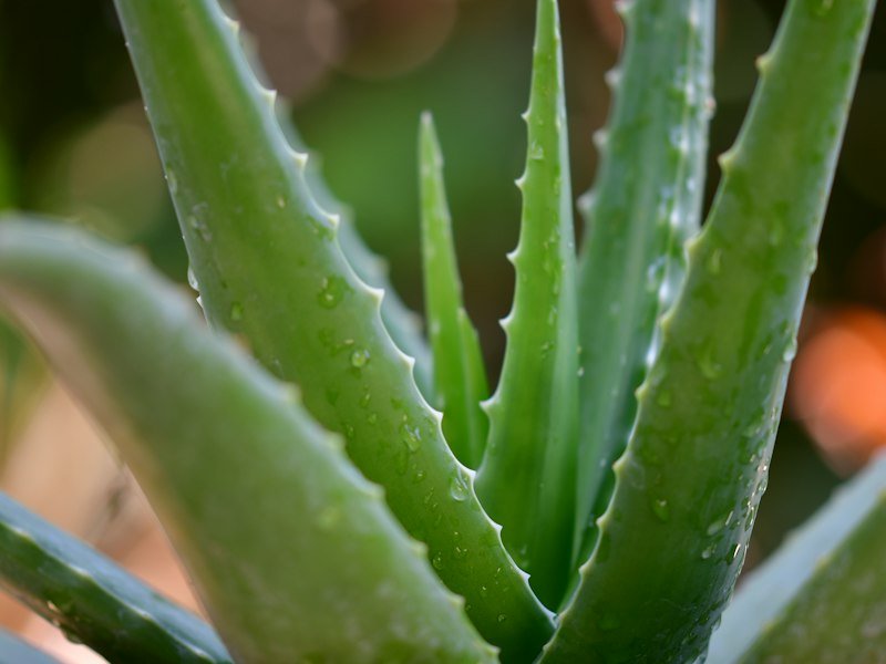 Aloe vera
