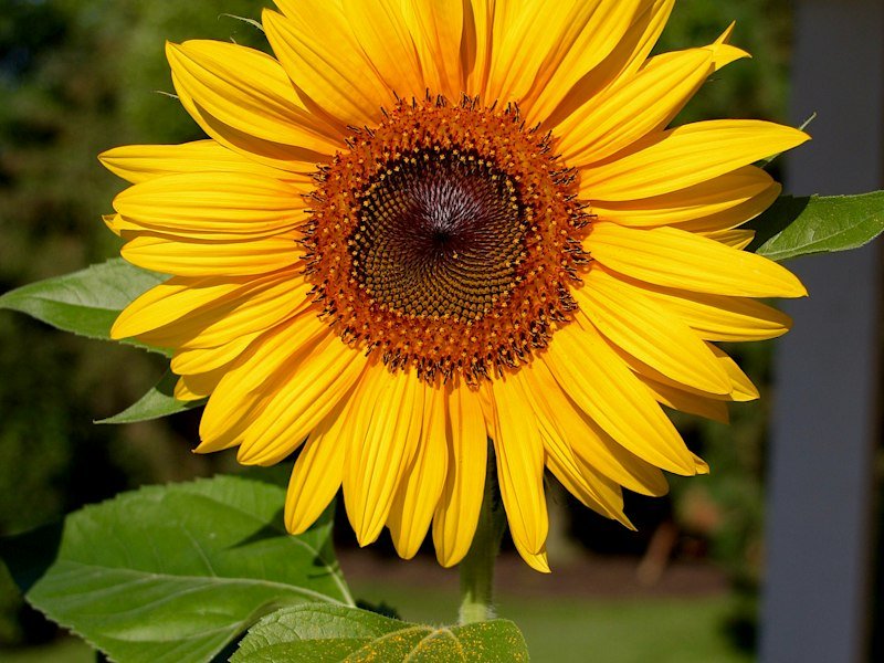 Ceramidas de girasol