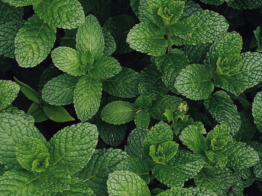 Menta