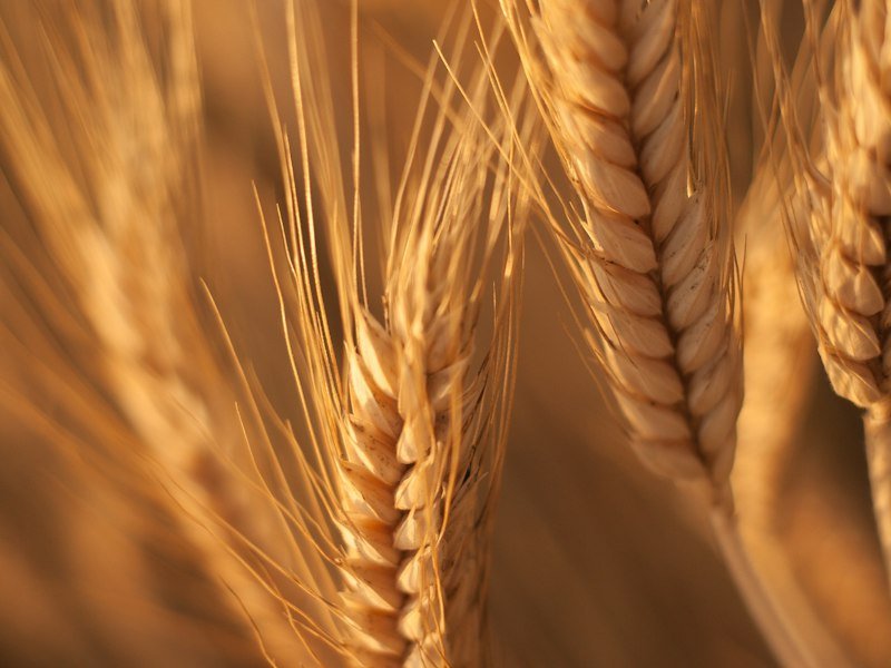 Proteína de trigo + arginina
